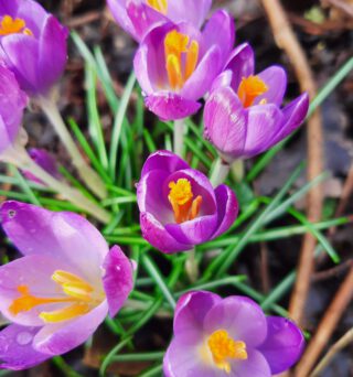 Crocus