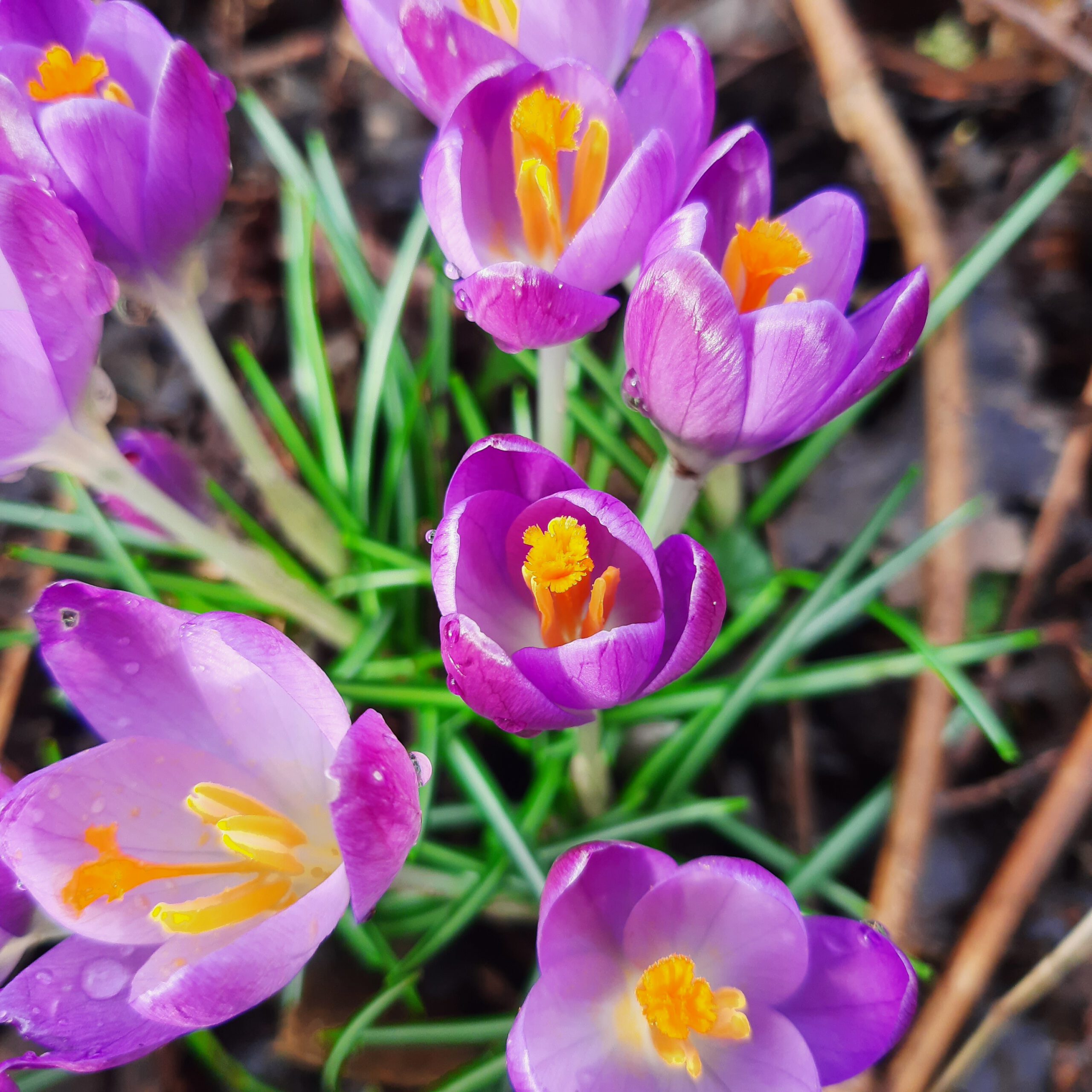 Crocus