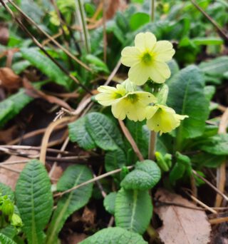 Primula